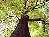 h 003 Holz - (c) E Rockstroh.jpg